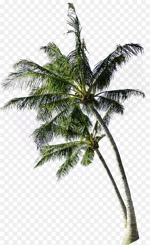 沙滩海岛绿色椰子树