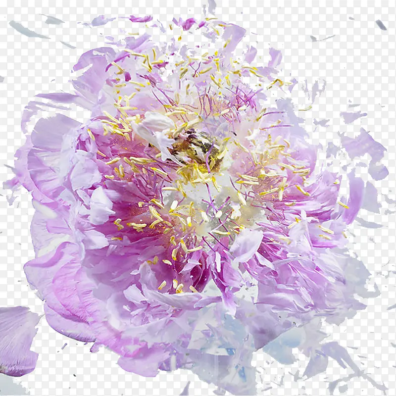 紫色碎花