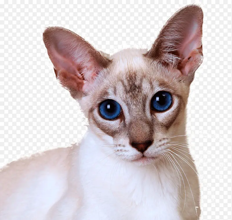 蓝眼睛猫咪