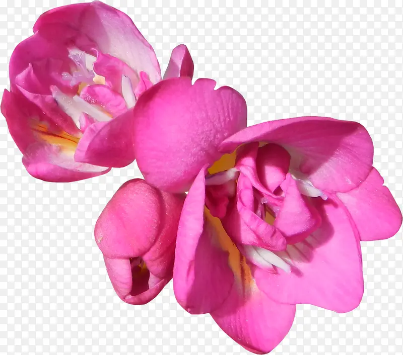 粉色绽放花朵