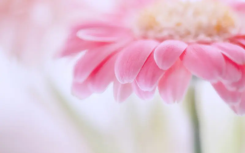 粉色艺术绽放花朵