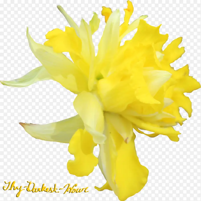 黄色绽放唯美小花
