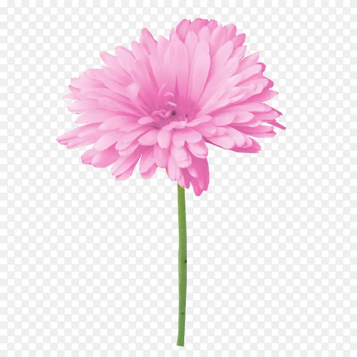 粉色绽放花朵花径