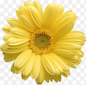 黄色绽放唯美花
