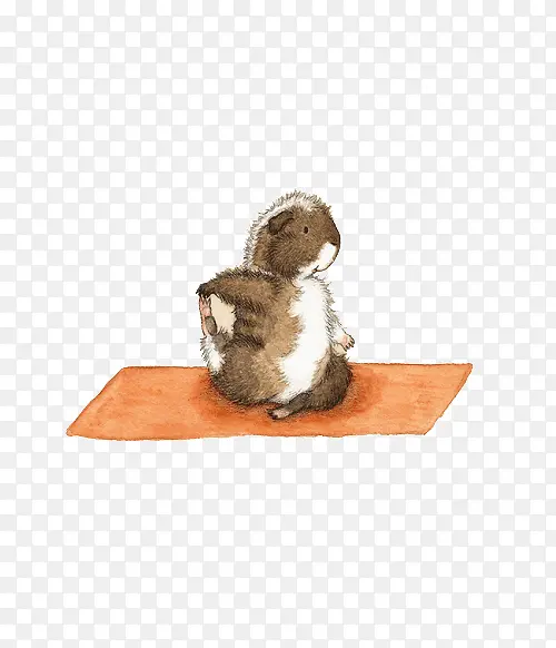 小豚鼠做瑜伽插画