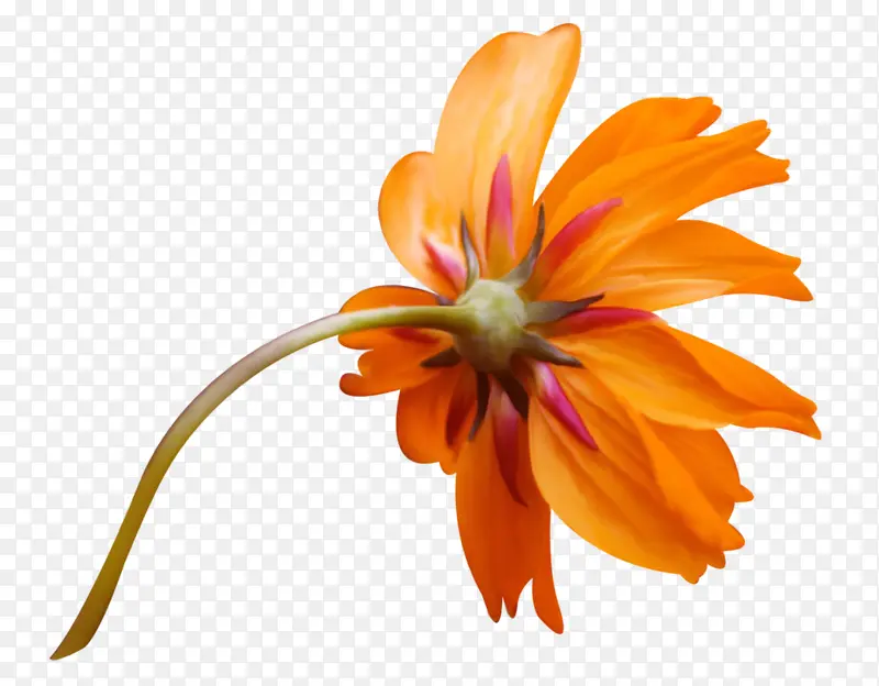 一朵橙色花朵