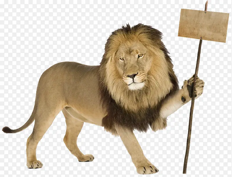 狮子拿着公告牌路牌