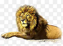 金色狮子手绘动物