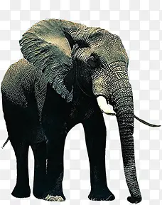 动物大象