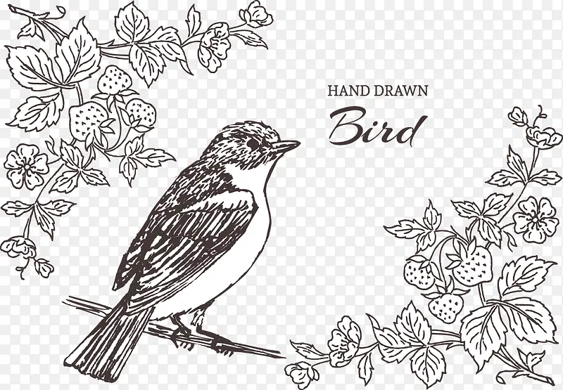 矢量手绘鸟插图