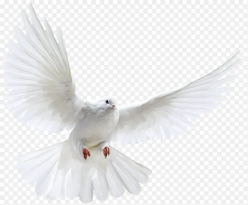 白色鸽子和平