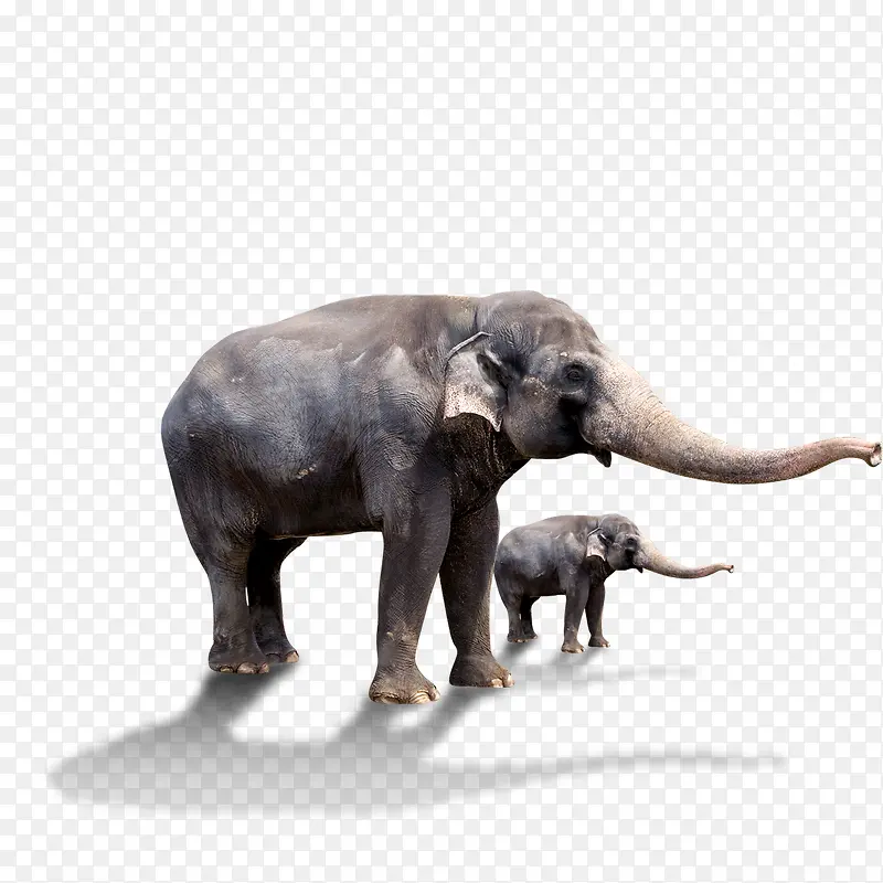大象，小象，动物园