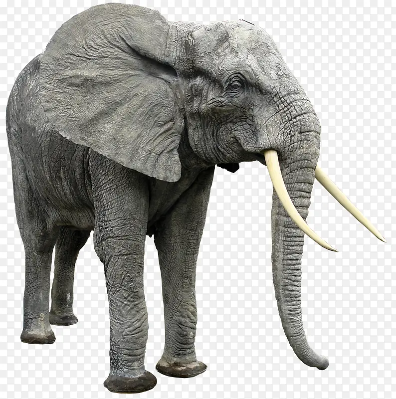 动物大象象牙野生动物