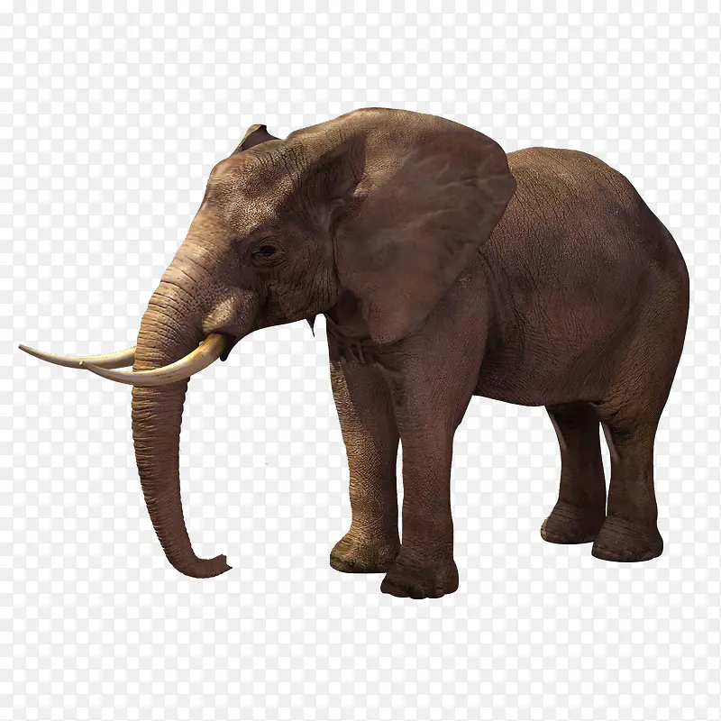 大象高清背景素材