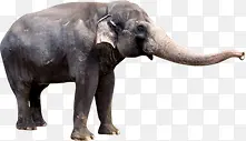 动物大象造型设计