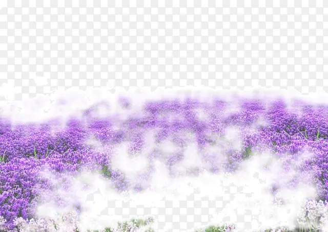 紫色浪漫薰衣草花海