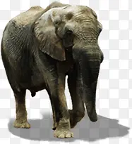 大象动物海报设计