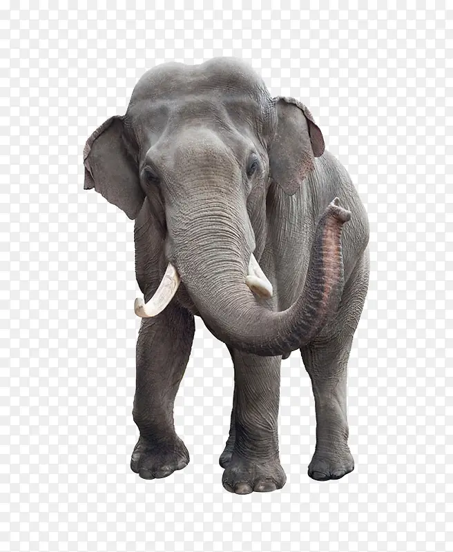 大象野生动物象牙