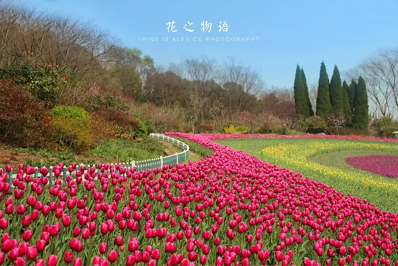 花海花朵郁金香花