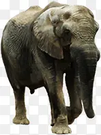 大象非洲动物