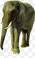 泰国大象旅游宣传