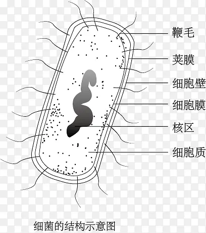 细菌结构示意图