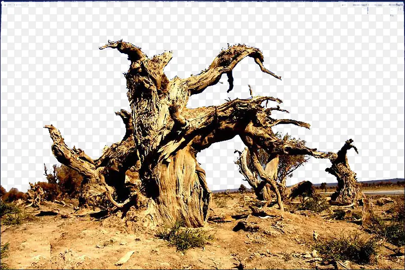 沙漠中干枯的树
