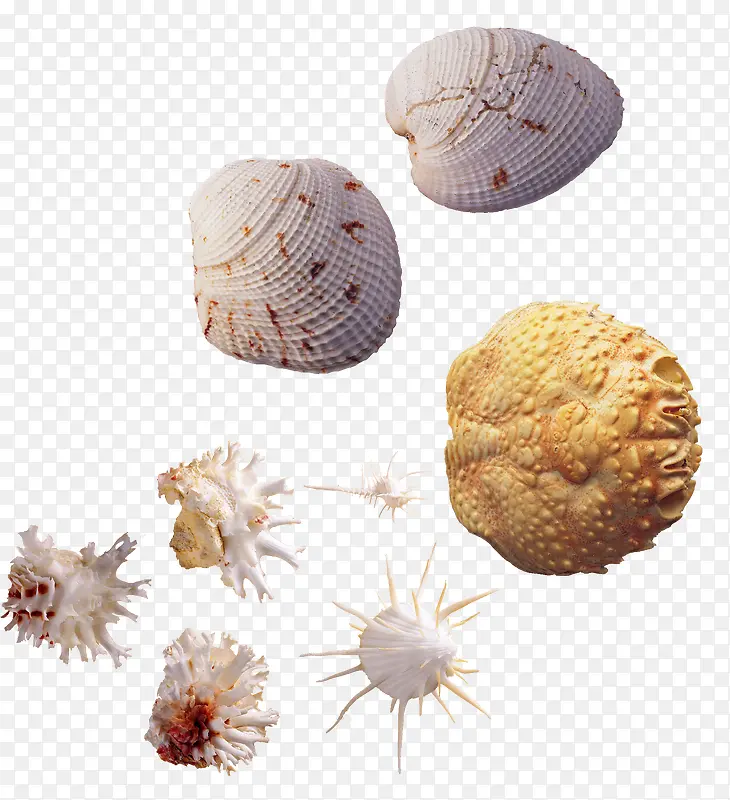 各式各样海螺和贝壳