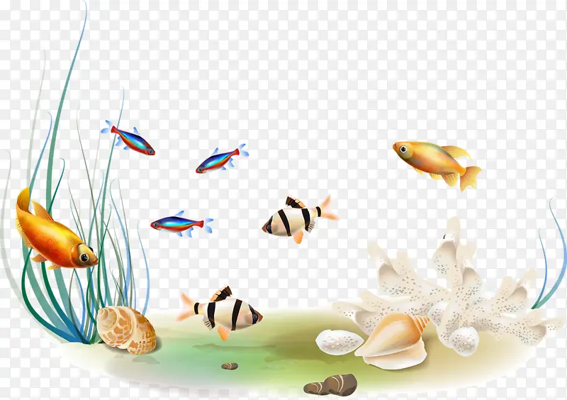 水低鱼类贝壳水草
