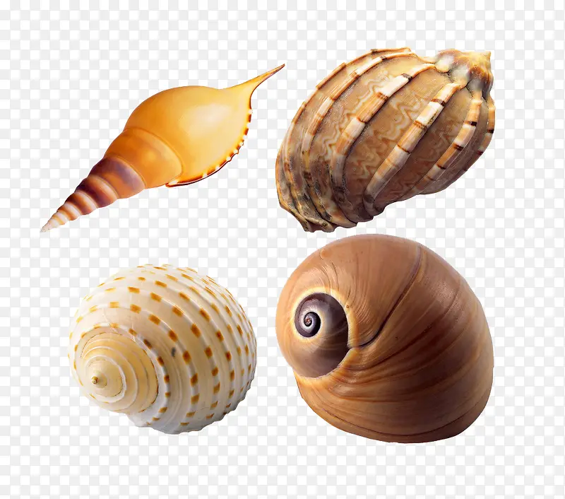 彩色海螺