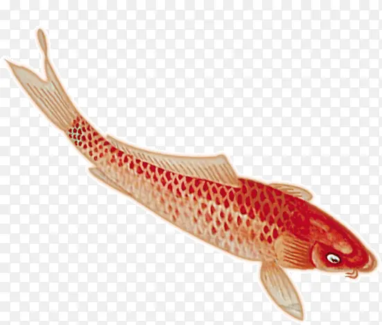 红色鲤鱼