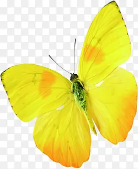 黄色水彩蝴蝶可爱