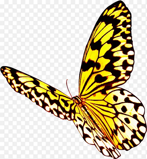 扁平风格创意合成黄色的蝴蝶