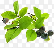 新鲜蓝莓水果植物树枝