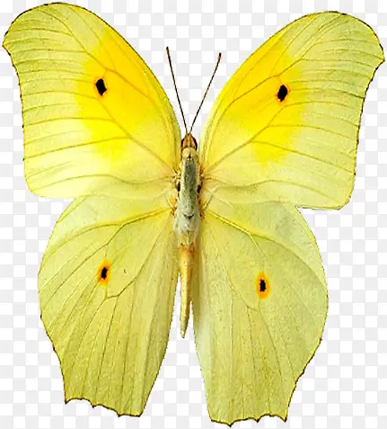 清新夏季黄色蝴蝶