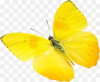 可爱黄色蝴蝶美景