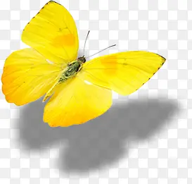 黄色飞舞姿势蝴蝶