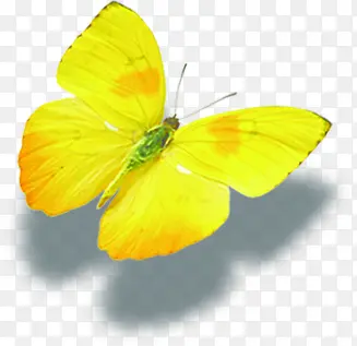 黄色唯美蝴蝶美景设计