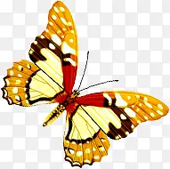 黄色斑点翅膀蝴蝶