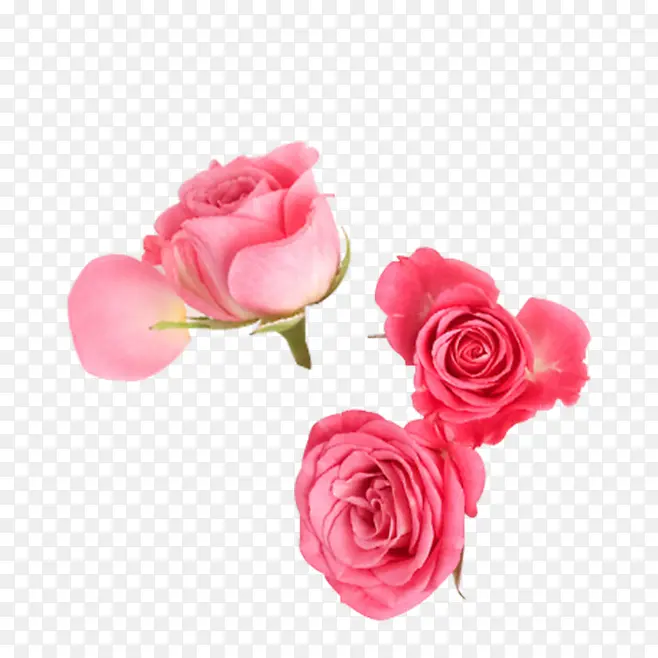 唯美一簇粉玫瑰清新情人节素材