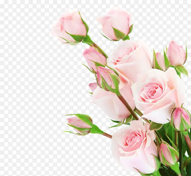 一簇粉玫瑰清新情人节素材