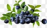 新鲜蓝莓水果树枝