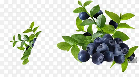 蓝莓新鲜水果高清植物