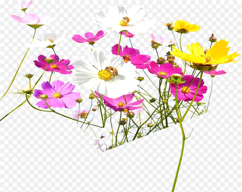 春季彩色路边装饰花朵