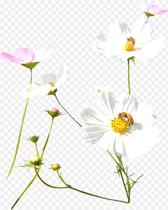 白粉色春季清新小花