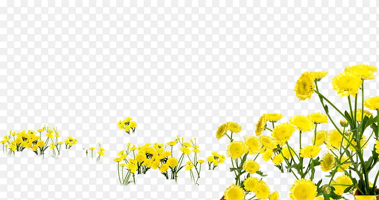 春季黄色野外小花
