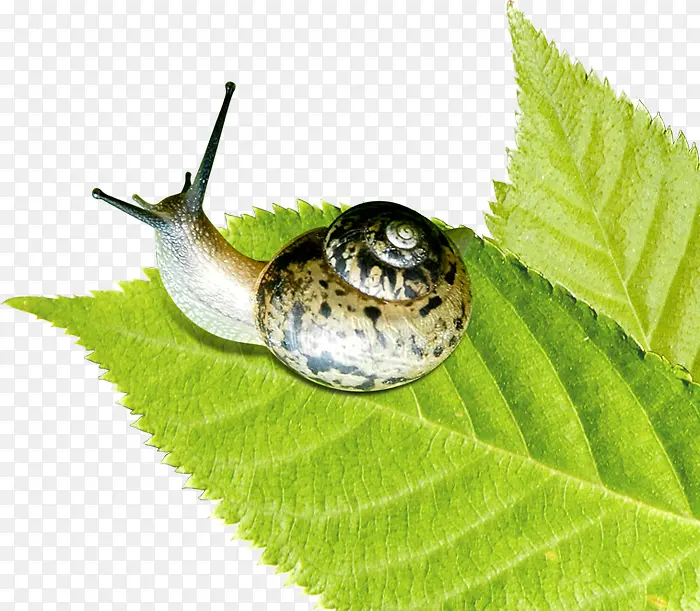清新春季植物蜗牛