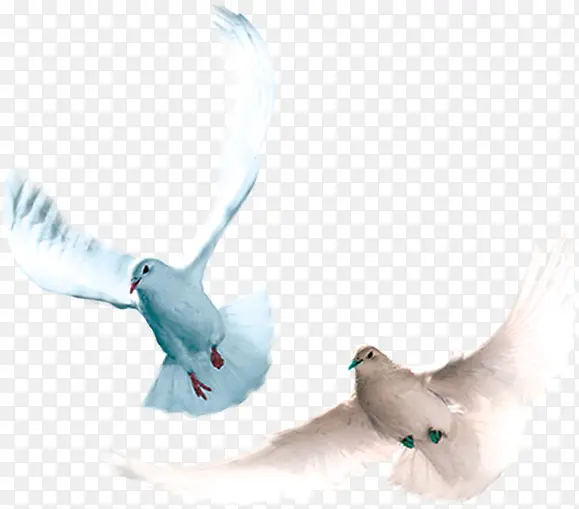 实物摄影飞在空中白鸽