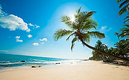 夏日椰树创意海滩