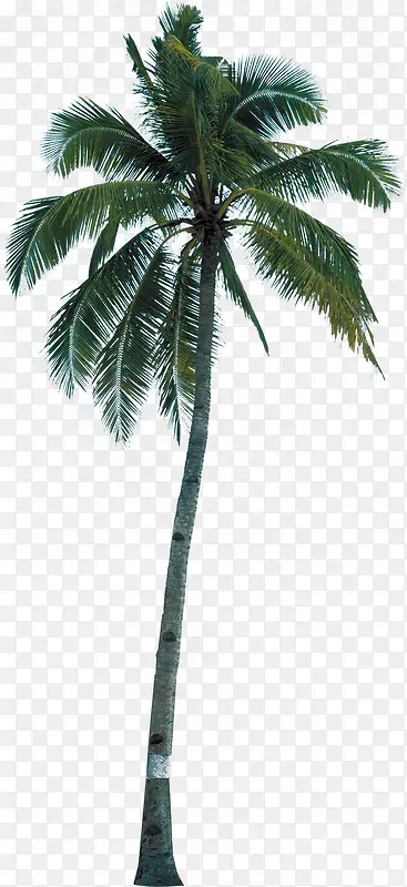 椰树美景高大热带